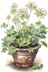 Botanical Watercolor Illustration of Masterwort in Pot. Generative AI