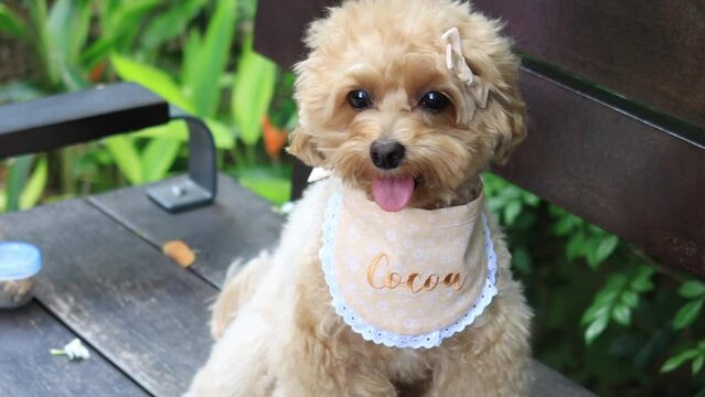 Cute little cockapoo puppy sitting on park bench 