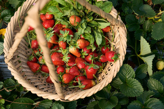 Closeup freshly picked strawberries in a basket
