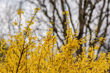 forsycje, żółty krzew, żółte kwiaty, kwiecisty