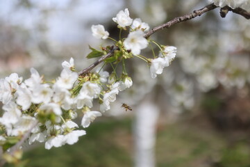 A bee on a cherry tree