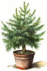 Botanical Watercolor Illustration of Norway Spruce in Pot. Generative AI
