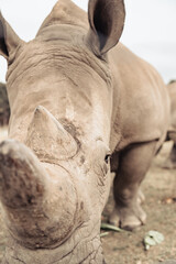 Fototapeta premium Rhino close up