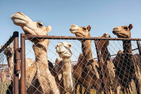 Group of camels