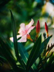 Flowers in the garden