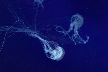 Group of fluorescent jellyfish swim underwater in aquarium pool with neon light. The Atlantic sea nettle chrysaora quinquecirrha in blue water, ocean. Theriology, tourism, diving, undersea life. - obrazy, fototapety, plakaty
