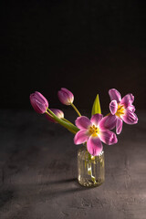 Purple tulips in glass vase on darck table.