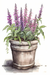 Botanical Watercolor Illustration of Purple Loosestrife in Pot. Generative AI