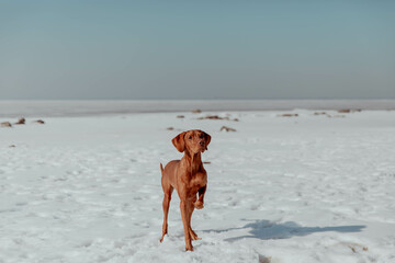 Beautiful red hunting dog stands with his paw tucked in the snow on a sunny day