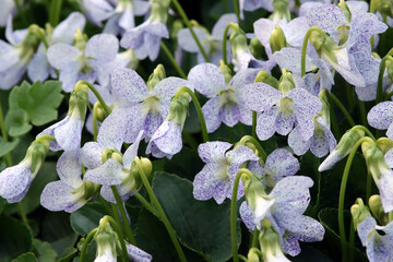 Pfingst-Veilchen Freckles, Viola sororia Hybride