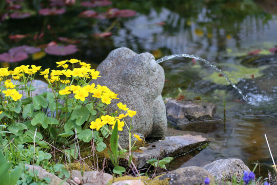 Sumpfdotterblume (Caltha palustris), auch Sumpf-Dotterblume