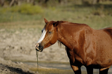 Sorrel mare horse eating algae closeup with blaze face and blurred background on Texas ranch.