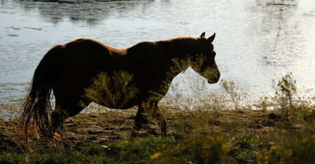 Broodmare horse with pond water in background, walking through Texas farm field.
