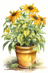 Botanical Watercolor Illustration of Rudbeckia in Pot. Generative AI