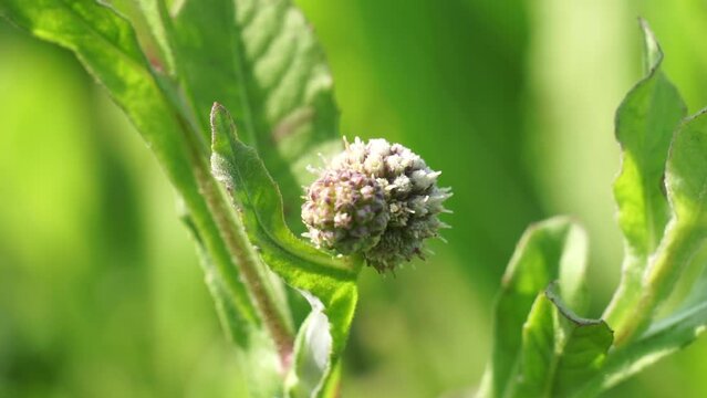 Chrysanthemum balsamita with a natural background. Traditional medicine to ease pain and cramps