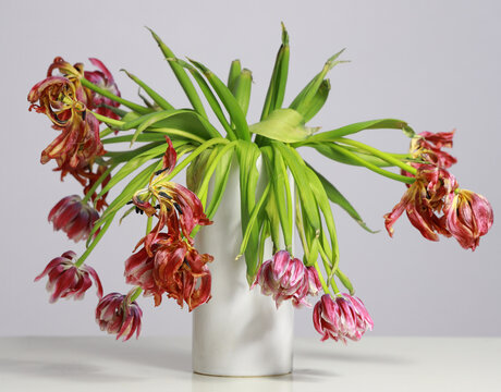 vase with wilted tulips