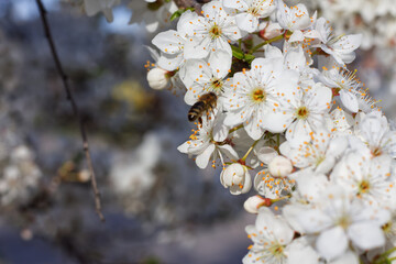 Honey bee sits on white cherry blossoms.