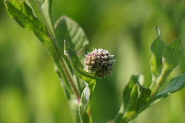 Chrysanthemum balsamita with a natural background. Traditional medicine to ease pain and cramps