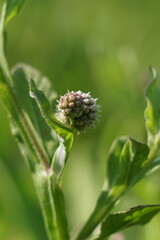 Chrysanthemum balsamita with a natural background. Traditional medicine to ease pain and cramps