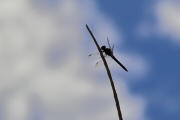 Silhouette of a dragonfly with its transparent wings, clinging to a small branch and with cloudy sky behind