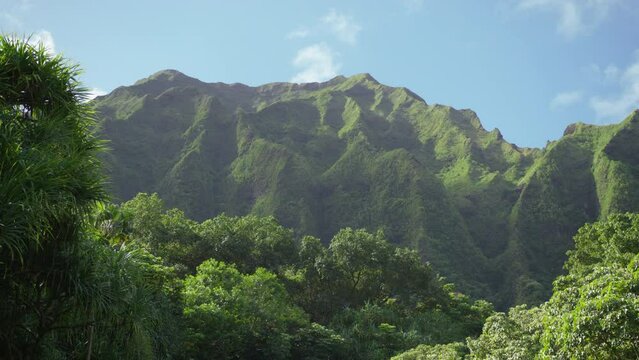 Panoramic shot on RED camera of high green jungle mountains in Botanical Garden on paradise island of Oahu. Beautiful nature of Hawaii landscape, USA tourism background with copy space 4K