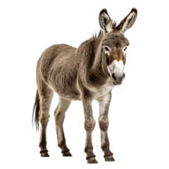 Zelfklevend Fotobehang Donkey isolated transparent background. Generative AI © ayselucar