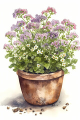 Botanical Watercolor Illustration of Sweet Alyssum in Pot. Generative AI