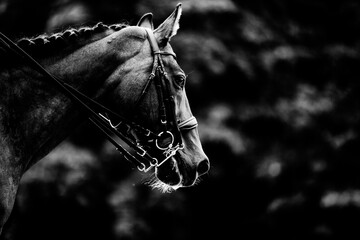 Black and white portrait of a beautiful horse with a bridle on its muzzle. Equestrian sports and...