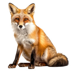 Fototapeta premium Fox isolated transparent background. Generative AI