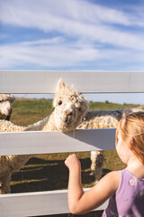 child playing with alpaca llama lama © Marco