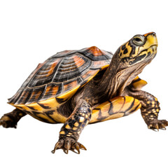 Fototapeta premium Turtle isolated transparent background. Generative AI
