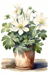 Botanical Watercolor Illustration of Wood Anemone in Pot. Generative AI