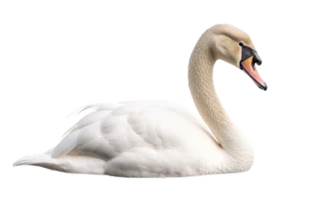 Foto op Canvas  Swan isolated transparent background. Generative AI © ayselucar