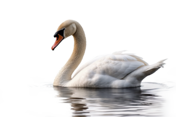  Swan isolated transparent background. Generative AI