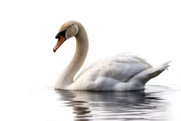   Swan isolated transparent background. Generative AI © ayselucar