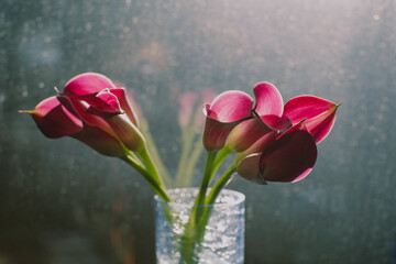 Beautiful Calla Lilies