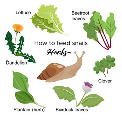 Guide how to feed snails. Herbs that snail can eat. Vector design for pet stores, snail care websites and products.