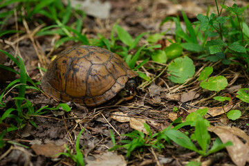 Small Eastern Box Turtle In Slidell LA. April 2023.