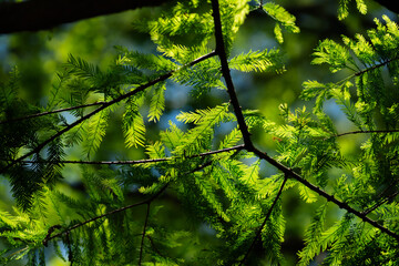 Springtime Cypress Branch With Bright Green Leaves. Mandeville LA. April 2023.