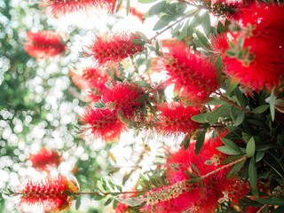 Red Bottlebrush flower - Summer greenery and blooming
