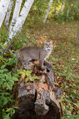 Bobcat (Lynx rufus) Stands Sideways on Log Looks Up Into Sky Autumn