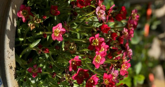 saxifraga arendsii in the garden with vibrant colors in red, pink and green with nice sunlight weighs in a light breeze. Vertical video.