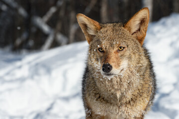 Coyote (Canis latrans) Looks Out Snow Covering Face Winter