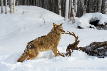 Coyote (Canis latrans) Sniffs at Antler of Deer Body Winter