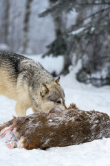 Wolf (Canis lupus) Eye Over White-Tail Deer Body Winter