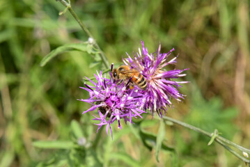 Honey bee collects nectar from a purple flower