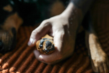 Man's Holding Dog's Paw