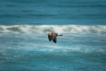 GAVIOTA PERUANA VOLANDO (CENTRO 1)
