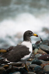 GAVIOTA PERUANA (PERFIL VERTICAL)