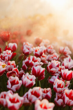 Blooming pink tulips in field